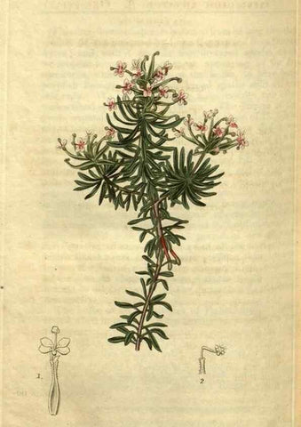 Reproducción/Reproduction 35247719215: Curtis's botanical magazine.. London ; New York [etc.] :Academic Press [etc.]