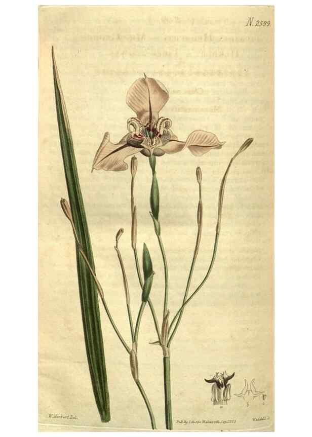 Reproducción/Reproduction 35117954291: Curtis's botanical magazine.. London ; New York [etc.] :Academic Press [etc.]