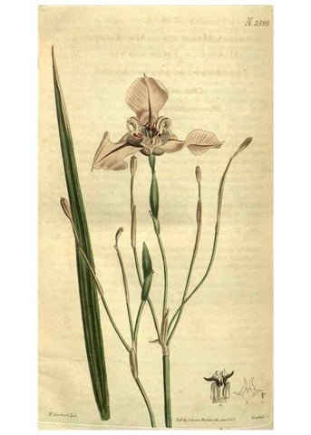 Reproducción/Reproduction 35117954291: Curtis's botanical magazine.. London ; New York [etc.] :Academic Press [etc.]