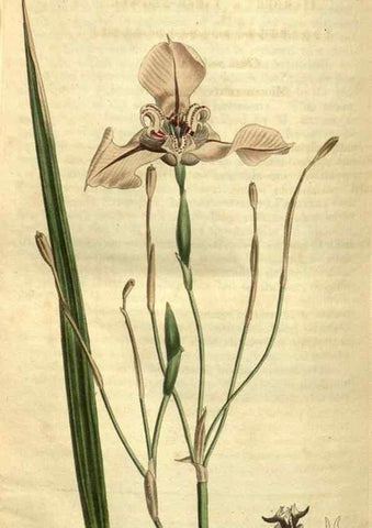 Reproducción/Reproduction 35117954291: Curtis's botanical magazine.. London ; New York [etc.] :Academic Press [etc.]