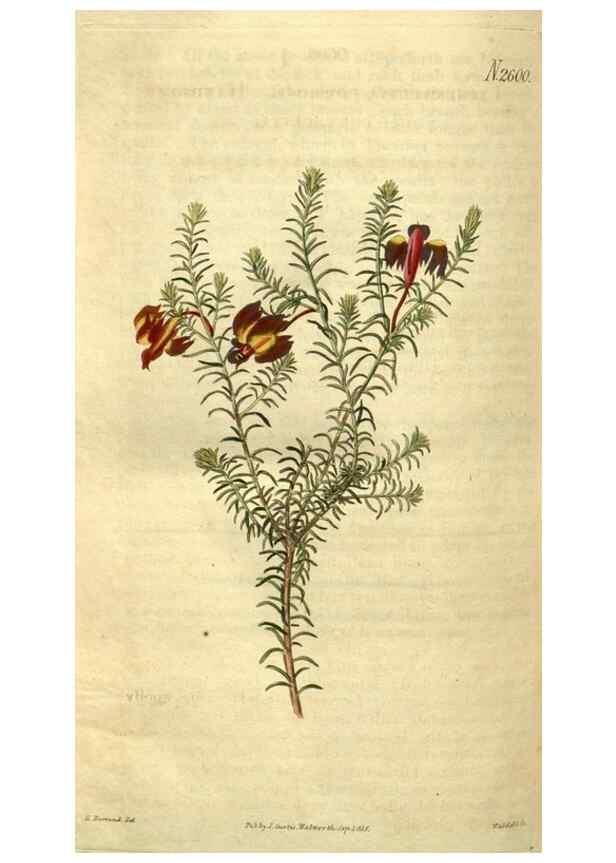 Reproducción/Reproduction 35117955901: Curtis's botanical magazine.. London ; New York [etc.] :Academic Press [etc.]