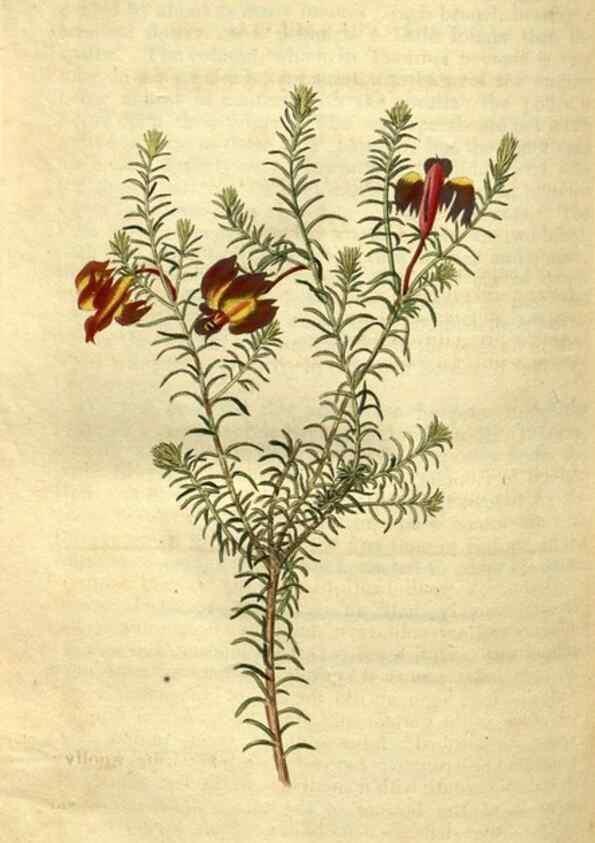 Reproducción/Reproduction 35117955901: Curtis's botanical magazine.. London ; New York [etc.] :Academic Press [etc.]