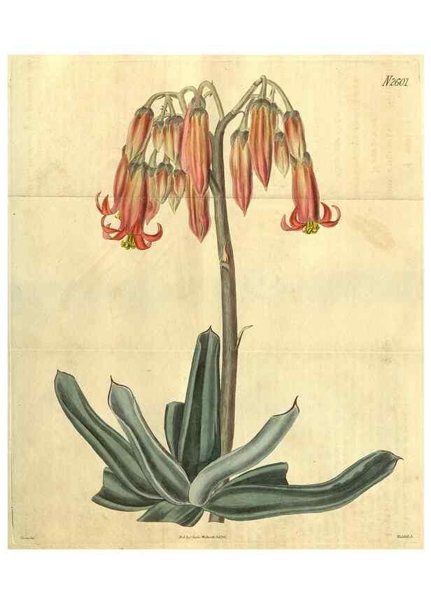 Reproducción/Reproduction 35247725035: Curtis's botanical magazine.. London ; New York [etc.] :Academic Press [etc.]
