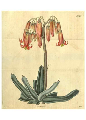 Reproducción/Reproduction 35247725035: Curtis's botanical magazine.. London ; New York [etc.] :Academic Press [etc.]