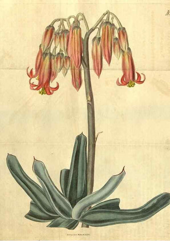 Reproducción/Reproduction 35247725035: Curtis's botanical magazine.. London ; New York [etc.] :Academic Press [etc.]