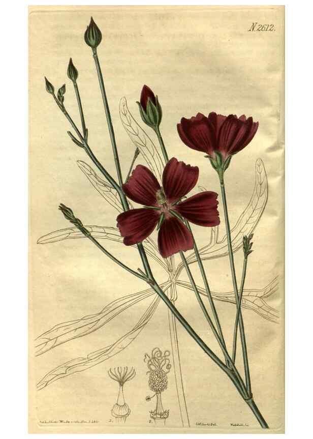 Reproducción/Reproduction 35118048181: Curtis's botanical magazine.. London ; New York [etc.] :Academic Press [etc.]