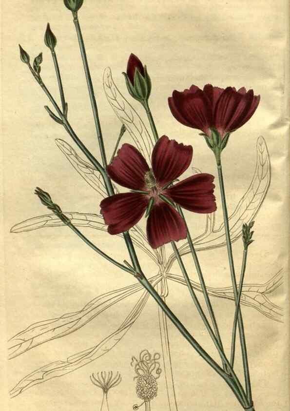 Reproducción/Reproduction 35118048181: Curtis's botanical magazine.. London ; New York [etc.] :Academic Press [etc.]