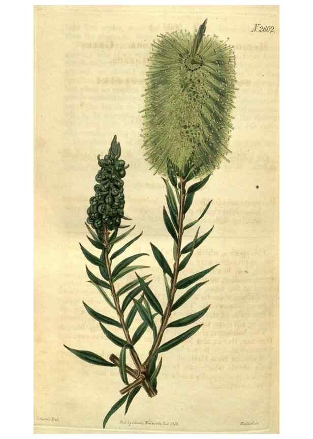 Reproducción/Reproduction 35247726725: Curtis's botanical magazine.. London ; New York [etc.] :Academic Press [etc.]