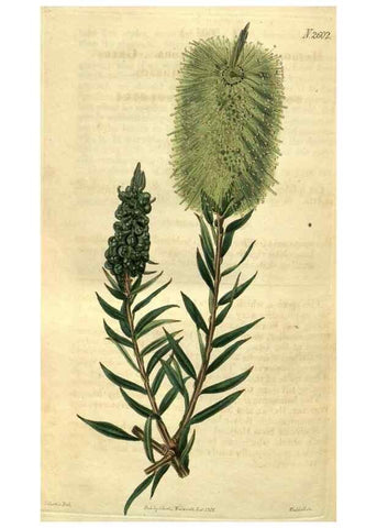 Reproducción/Reproduction 35247726725: Curtis's botanical magazine.. London ; New York [etc.] :Academic Press [etc.]