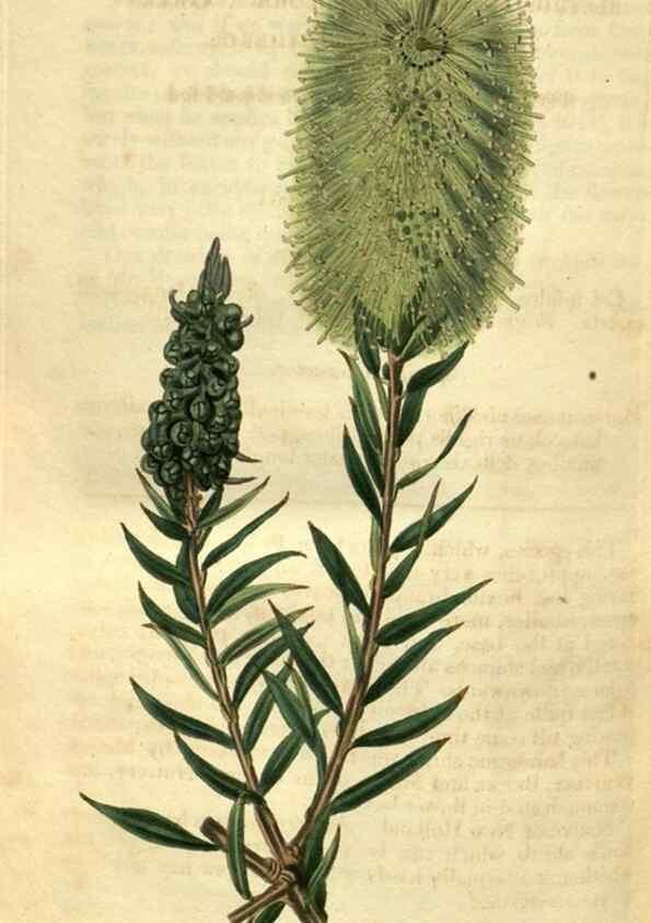 Reproducción/Reproduction 35247726725: Curtis's botanical magazine.. London ; New York [etc.] :Academic Press [etc.]