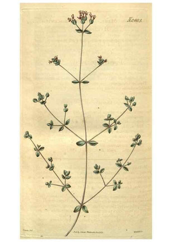 Reproducción/Reproduction 35247733485: Curtis's botanical magazine.. London ; New York [etc.] :Academic Press [etc.]
