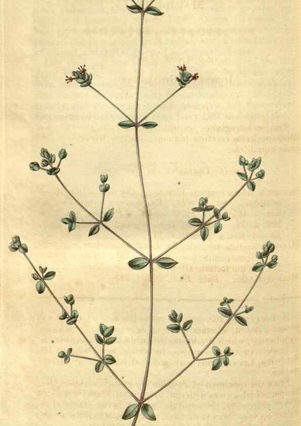 Reproducción/Reproduction 35247733485: Curtis's botanical magazine.. London ; New York [etc.] :Academic Press [etc.]