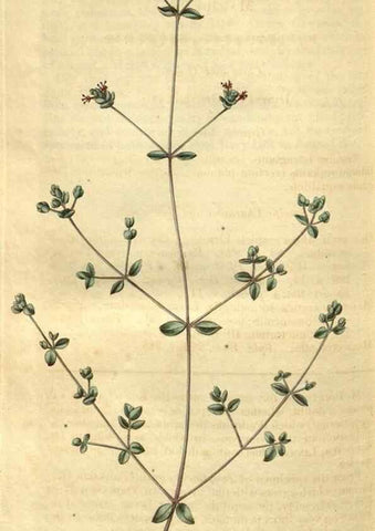 Reproducción/Reproduction 35247733485: Curtis's botanical magazine.. London ; New York [etc.] :Academic Press [etc.]