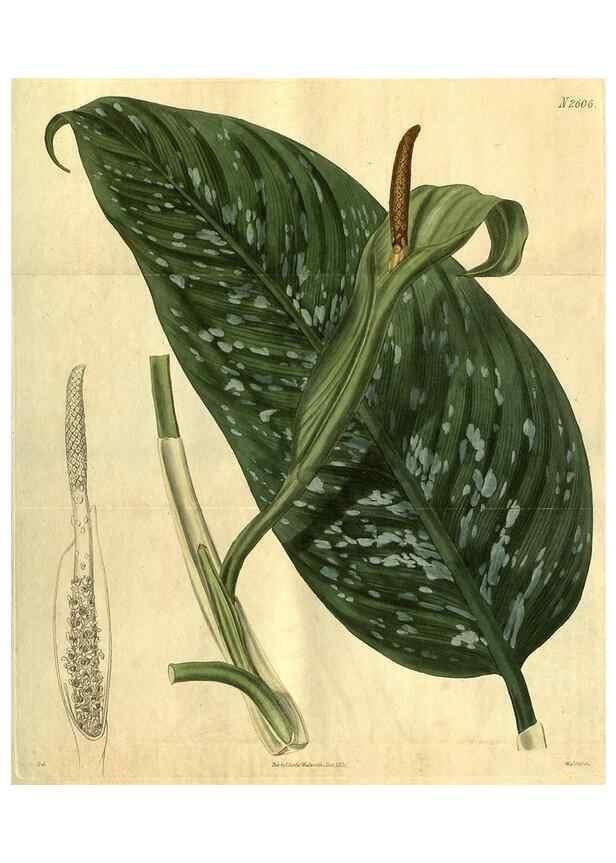 Reproducción/Reproduction 34438728983: Curtis's botanical magazine.. London ; New York [etc.] :Academic Press [etc.]
