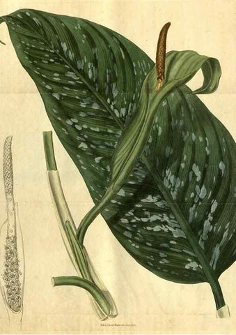 Reproducción/Reproduction 34438728983: Curtis's botanical magazine.. London ; New York [etc.] :Academic Press [etc.]