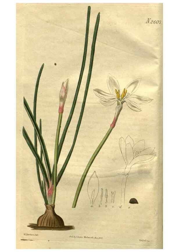 Reproducción/Reproduction 35247784725: Curtis's botanical magazine.. London ; New York [etc.] :Academic Press [etc.]