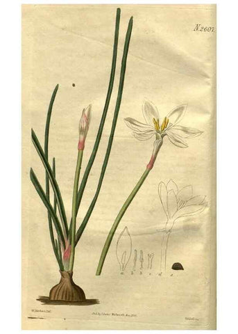 Reproducción/Reproduction 35247784725: Curtis's botanical magazine.. London ; New York [etc.] :Academic Press [etc.]