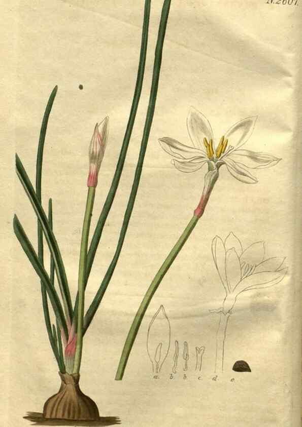Reproducción/Reproduction 35247784725: Curtis's botanical magazine.. London ; New York [etc.] :Academic Press [etc.]