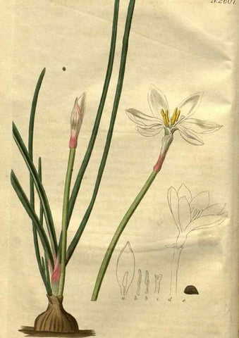Reproducción/Reproduction 35247784725: Curtis's botanical magazine.. London ; New York [etc.] :Academic Press [etc.]