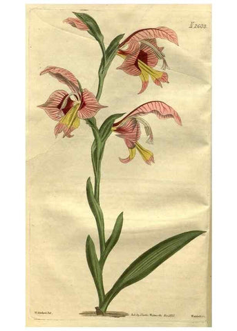 Reproducción/Reproduction 35247785925: Curtis's botanical magazine.. London ; New York [etc.] :Academic Press [etc.]