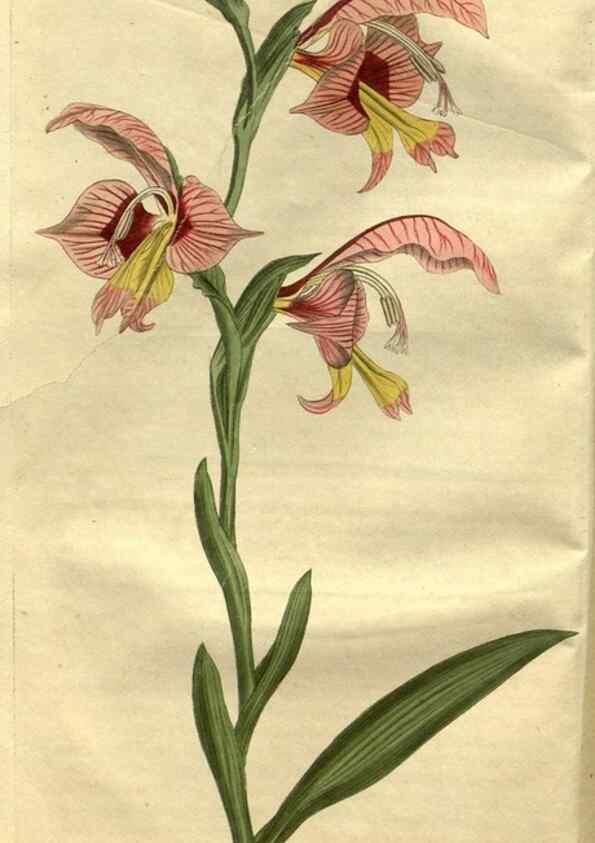 Reproducción/Reproduction 35247785925: Curtis's botanical magazine.. London ; New York [etc.] :Academic Press [etc.]