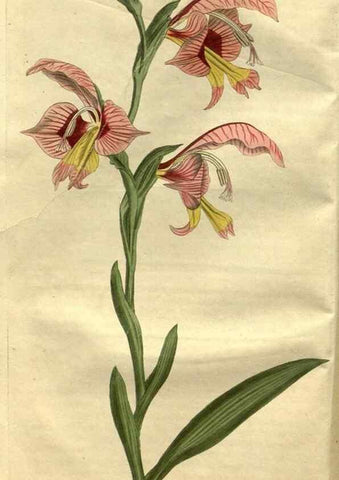Reproducción/Reproduction 35247785925: Curtis's botanical magazine.. London ; New York [etc.] :Academic Press [etc.]