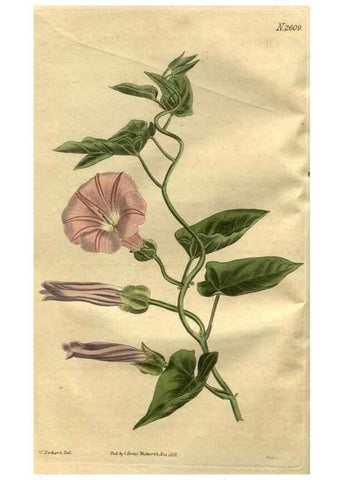 Reproducción/Reproduction 35247787365: Curtis's botanical magazine.. London ; New York [etc.] :Academic Press [etc.]