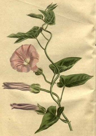 Reproducción/Reproduction 35247787365: Curtis's botanical magazine.. London ; New York [etc.] :Academic Press [etc.]