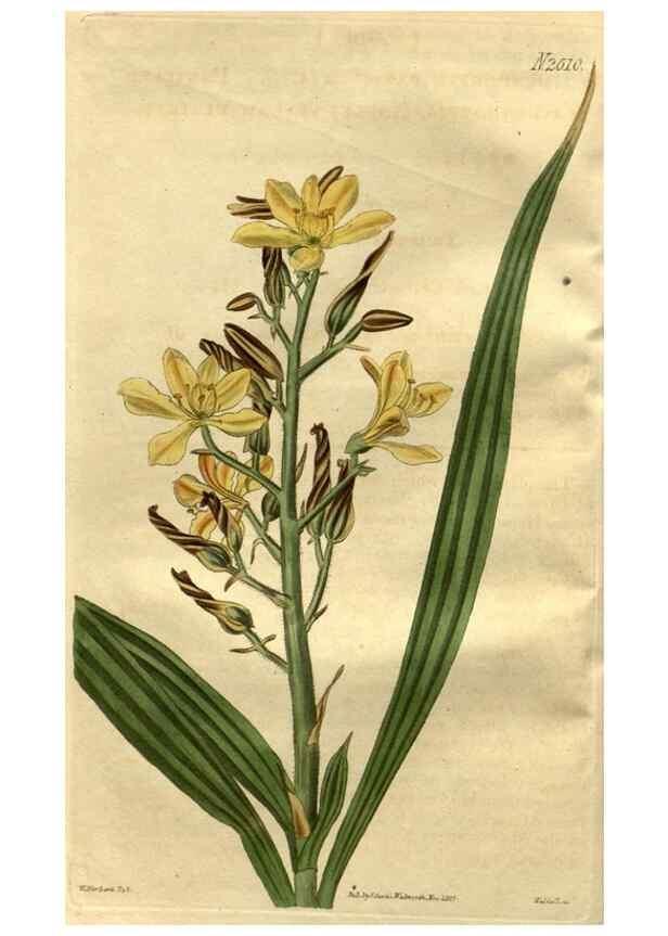 Reproducción/Reproduction 35247789175: Curtis's botanical magazine.. London ; New York [etc.] :Academic Press [etc.]