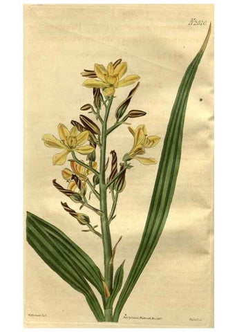 Reproducción/Reproduction 35247789175: Curtis's botanical magazine.. London ; New York [etc.] :Academic Press [etc.]