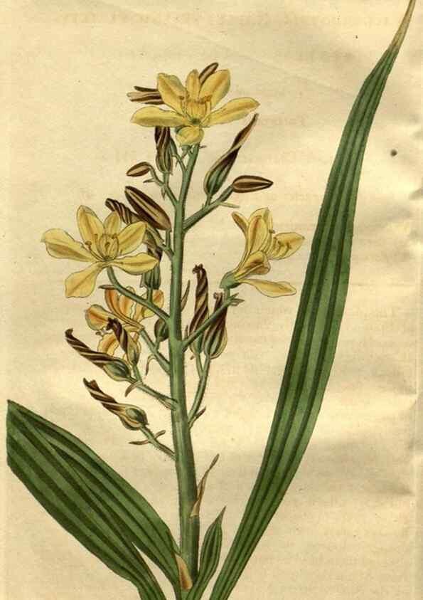 Reproducción/Reproduction 35247789175: Curtis's botanical magazine.. London ; New York [etc.] :Academic Press [etc.]