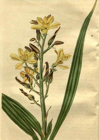Reproducción/Reproduction 35247789175: Curtis's botanical magazine.. London ; New York [etc.] :Academic Press [etc.]