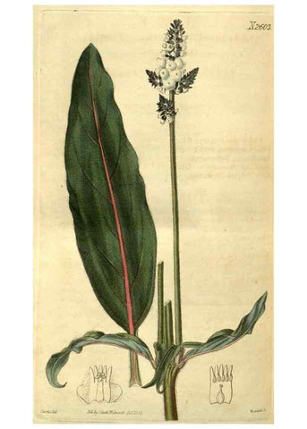 Reproducción/Reproduction 35247728635: Curtis's botanical magazine.. London ; New York [etc.] :Academic Press [etc.]
