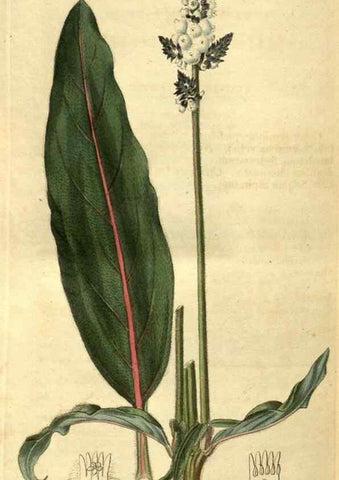 Reproducción/Reproduction 35247728635: Curtis's botanical magazine.. London ; New York [etc.] :Academic Press [etc.]