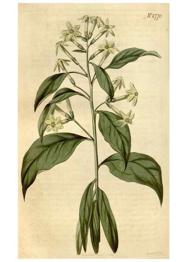 Reproducción/Reproduction 35022265962: Curtis's botanical magazine.. London ; New York [etc.] :Academic Press [etc.]