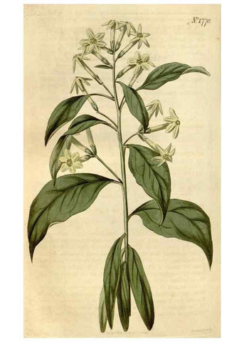 Reproducción/Reproduction 35022265962: Curtis's botanical magazine.. London ; New York [etc.] :Academic Press [etc.]