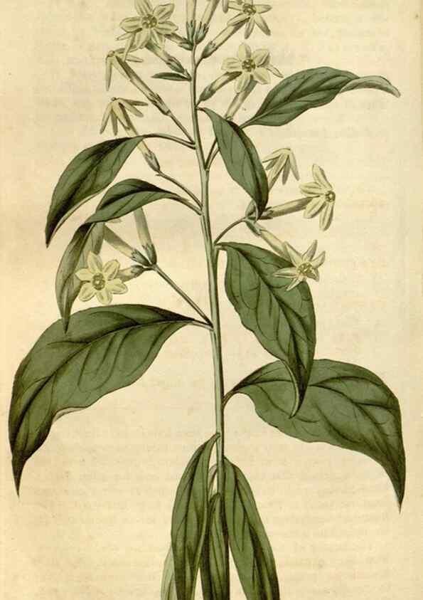 Reproducción/Reproduction 35022265962: Curtis's botanical magazine.. London ; New York [etc.] :Academic Press [etc.]