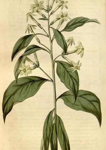 Reproducción/Reproduction 35022265962: Curtis's botanical magazine.. London ; New York [etc.] :Academic Press [etc.]