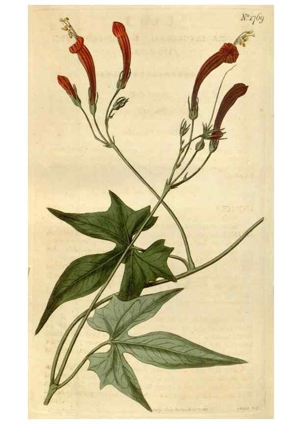 Reproducción/Reproduction 35022264572: Curtis's botanical magazine.. London ; New York [etc.] :Academic Press [etc.]