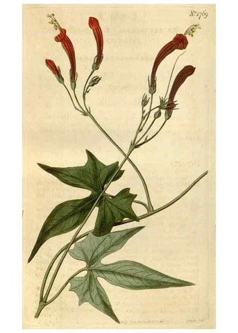 Reproducción/Reproduction 35022264572: Curtis's botanical magazine.. London ; New York [etc.] :Academic Press [etc.]
