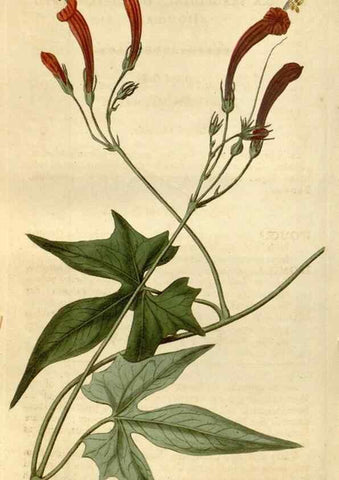 Reproducción/Reproduction 35022264572: Curtis's botanical magazine.. London ; New York [etc.] :Academic Press [etc.]