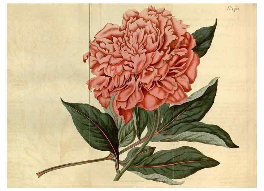 Reproducción/Reproduction 35022263202: Curtis's botanical magazine.. London ; New York [etc.] :Academic Press [etc.]