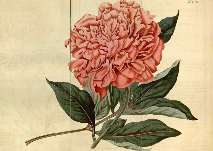 Reproducción/Reproduction 35022263202: Curtis's botanical magazine.. London ; New York [etc.] :Academic Press [etc.]