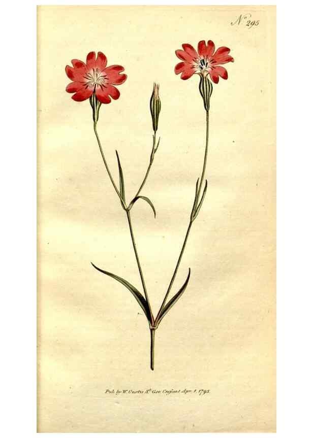 Reproducción/Reproduction 34781916170: The Botanical magazine, or, Flower-garden displayed ... /. [S.l. :s.n.],1790-1800 ;