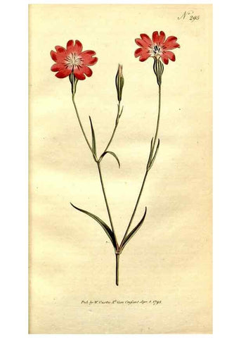 Reproducción/Reproduction 34781916170: The Botanical magazine, or, Flower-garden displayed ... /. [S.l. :s.n.],1790-1800 ;