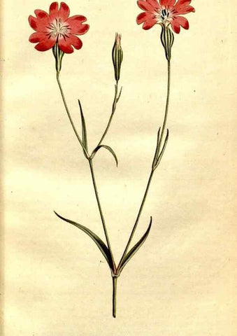 Reproducción/Reproduction 34781916170: The Botanical magazine, or, Flower-garden displayed ... /. [S.l. :s.n.],1790-1800 ;
