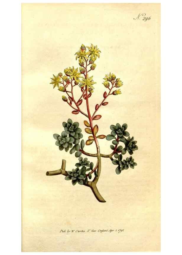 Reproducción/Reproduction 34781918050: The Botanical magazine, or, Flower-garden displayed ... /. [S.l. :s.n.],1790-1800 ;