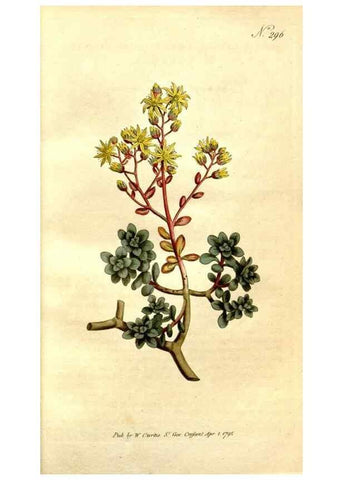 Reproducción/Reproduction 34781918050: The Botanical magazine, or, Flower-garden displayed ... /. [S.l. :s.n.],1790-1800 ;