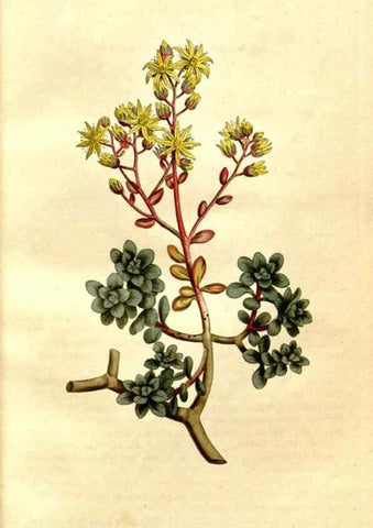 Reproducción/Reproduction 34781918050: The Botanical magazine, or, Flower-garden displayed ... /. [S.l. :s.n.],1790-1800 ;