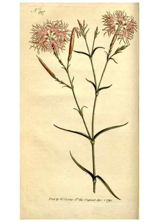 Reproducción/Reproduction 34781920080: The Botanical magazine, or, Flower-garden displayed ... /. [S.l. :s.n.],1790-1800 ;